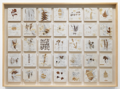Michelle Stuart Extinct, 1992 Plants, seeds, and hand-printing on rice paper, mounted to pine supports Framed: 69 1/2 x 95 x 4 3/4 in (176.5 x 241.3 x 12.1 cm) (GL15299)